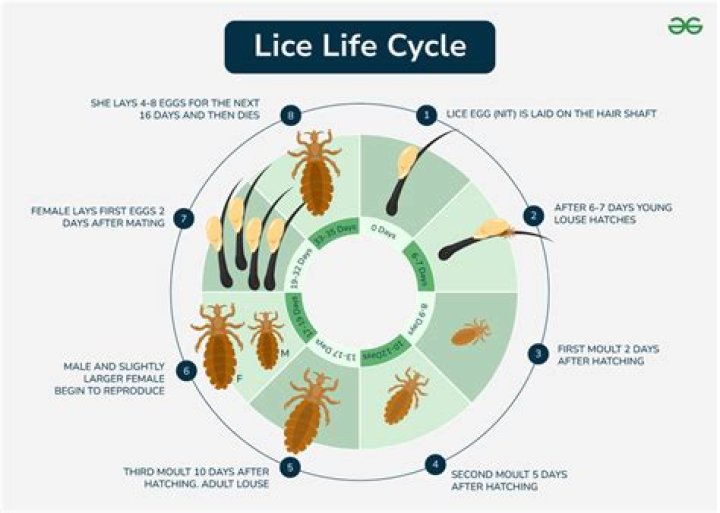 Where did super lice come from?