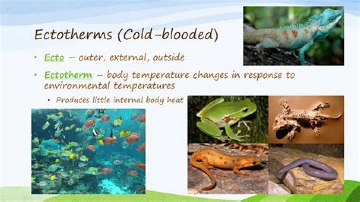 Where do ectotherms live?