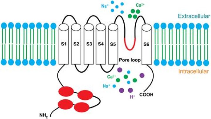 Where do metal ions bind in proteins?