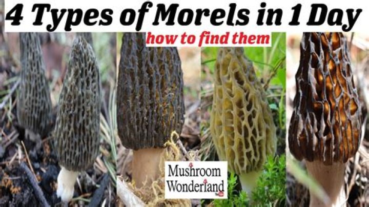 Where do morels pop up first?