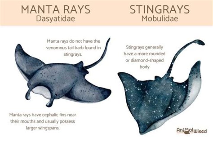 Where do stingrays mate?