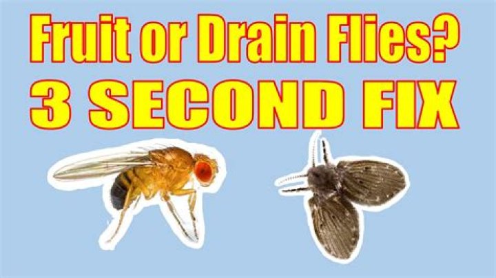 Where do the flies come from is the rotting meat transformed into the flies?