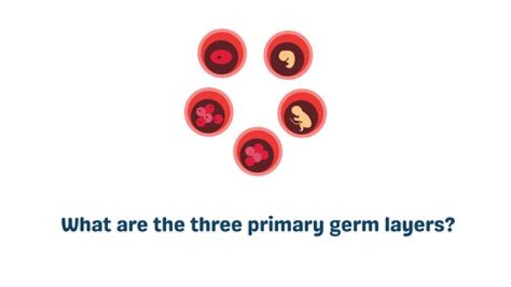 Where do the three germ layers come from?