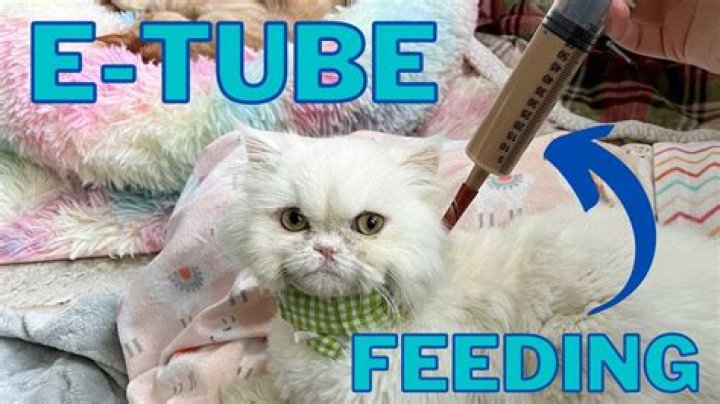 Where do they put a feeding tube in a dog?