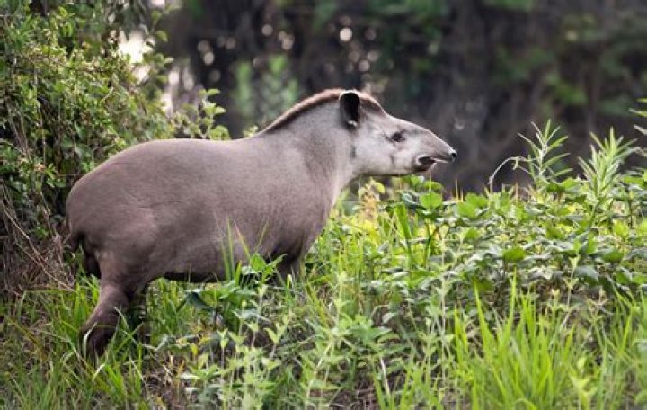 Where does a tapir live?