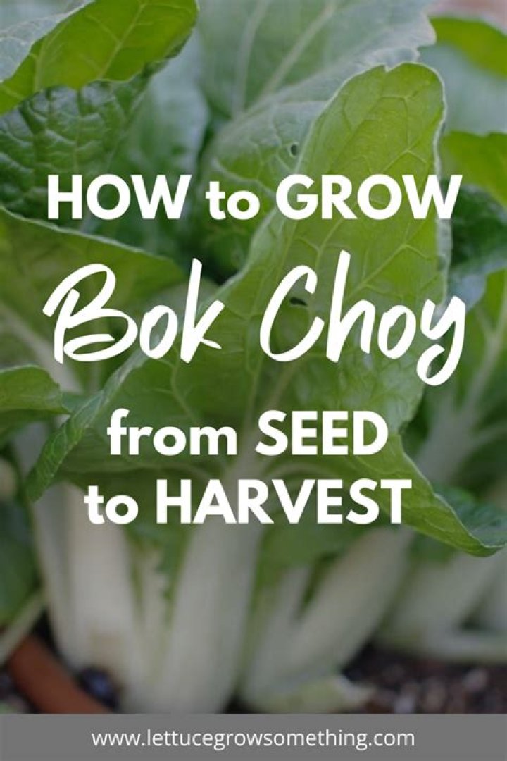 Where does bok choy grow?
