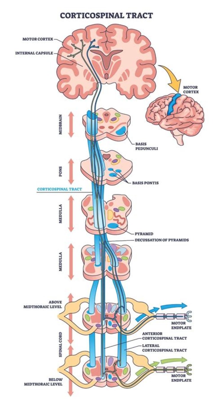 Where does decussation of motor tracts occur?