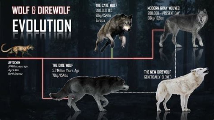 Where does the wolves live?
