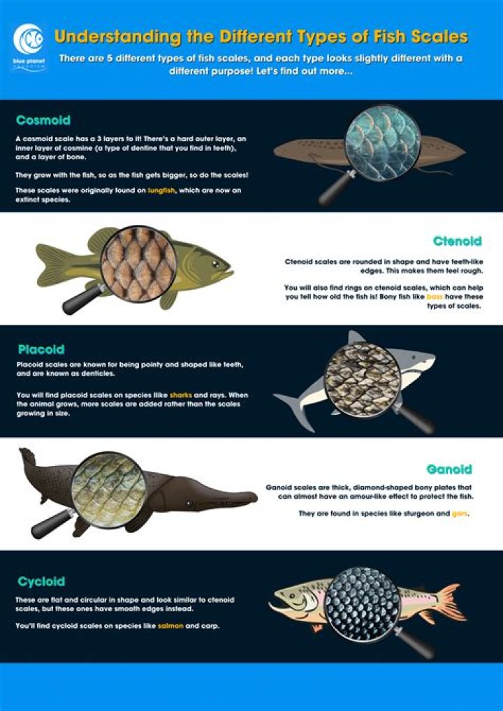 Where does the word Ctenoid come from what does it mean?