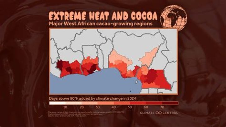 Where is cocoa mostly grown in Nigeria?
