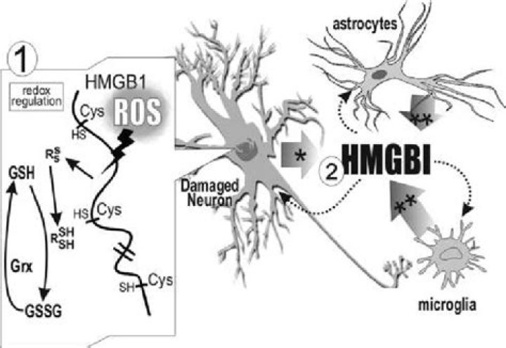Where is HMGB1?