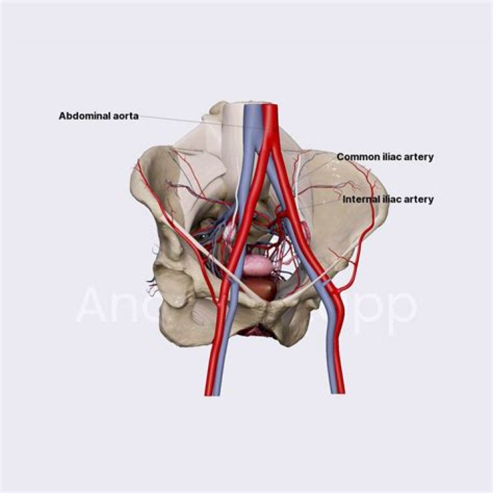 Where is ovarian artery?