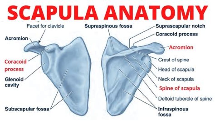 Where is Scapulae located?