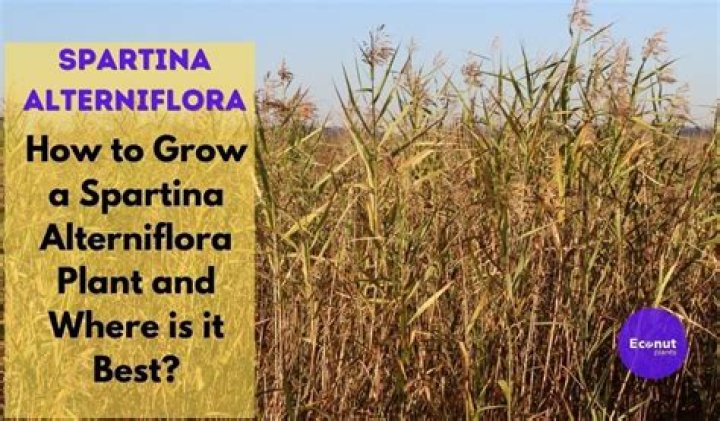Where is Spartina alterniflora native?