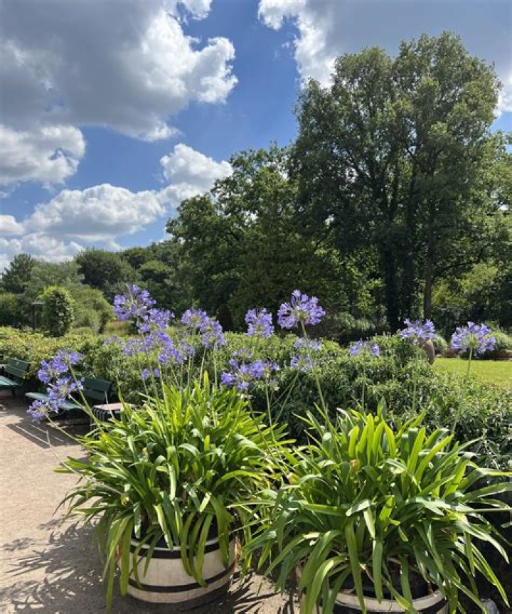 Where is the best place to grow agapanthus?