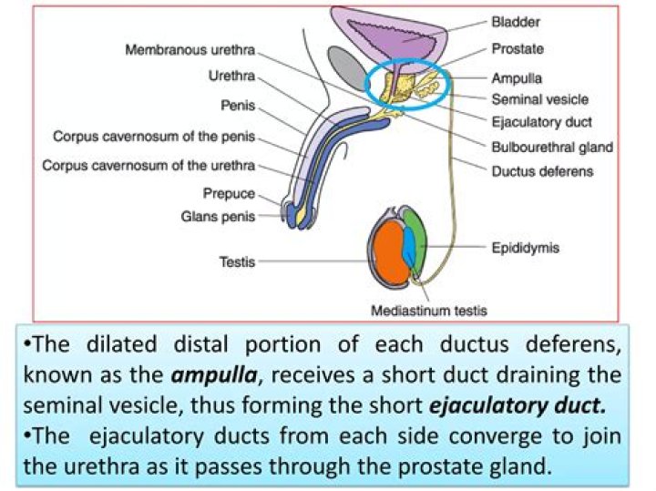 Where is the ejaculatory gland located?