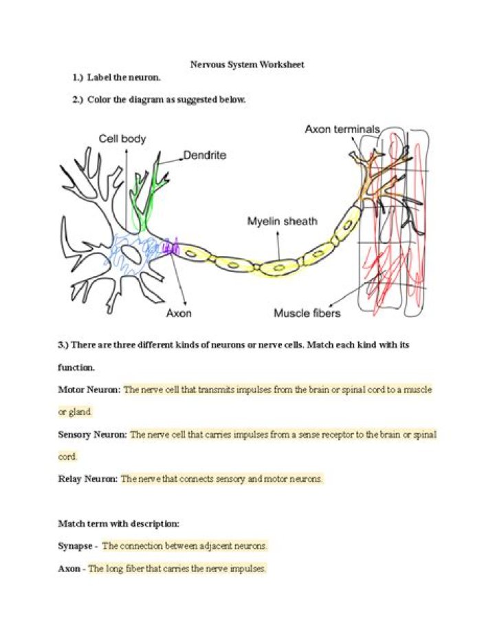 Where is the integration zone of a neuron?