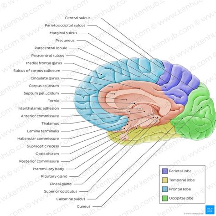 Where is the midsagittal section of the brain?