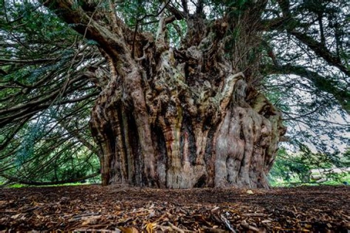 Where is the oldest yew tree in the UK?