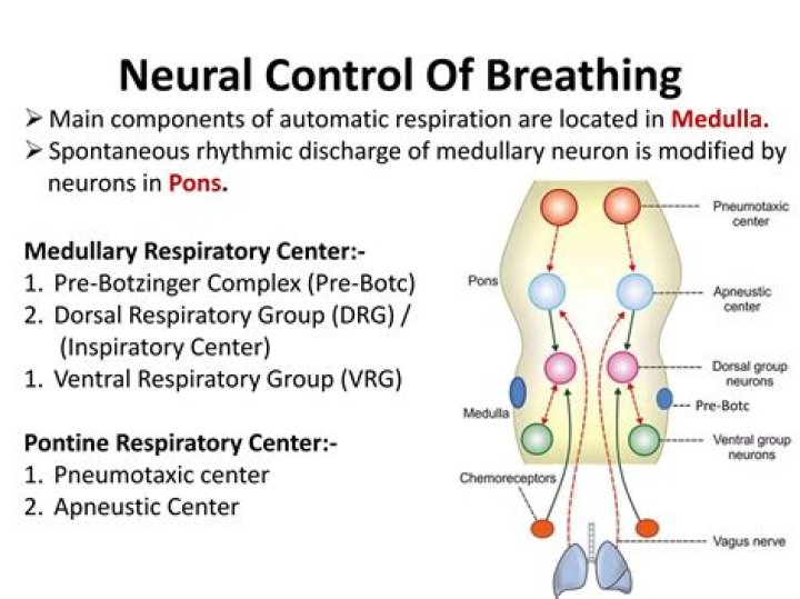 Where is the respiratory control center located that regulates breathing rate?