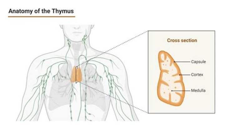 Where is thymus location?