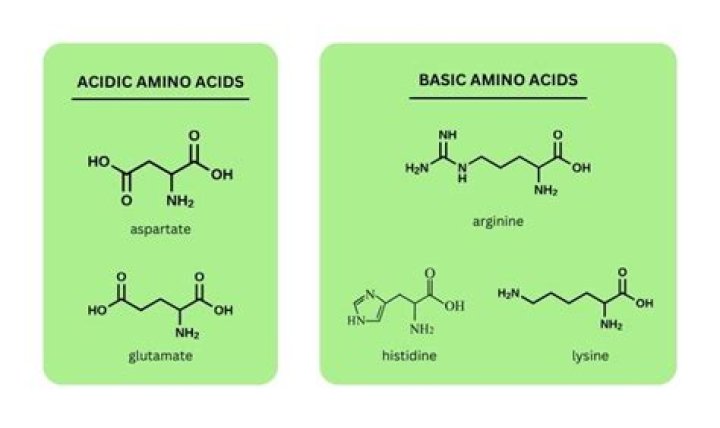 Which amino acids are basic acidic and neutral?