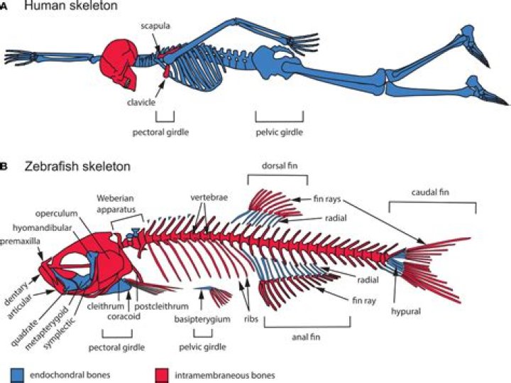 Which animal has no skeleton at all?