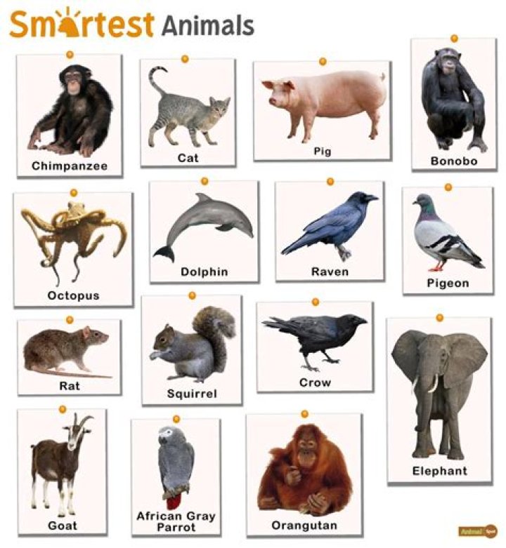 Which animal is a noble beast?