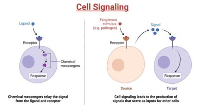 Which are the signaling intermediates in platelets?