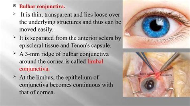 Which blood vessels supply the bulbar conjunctiva?