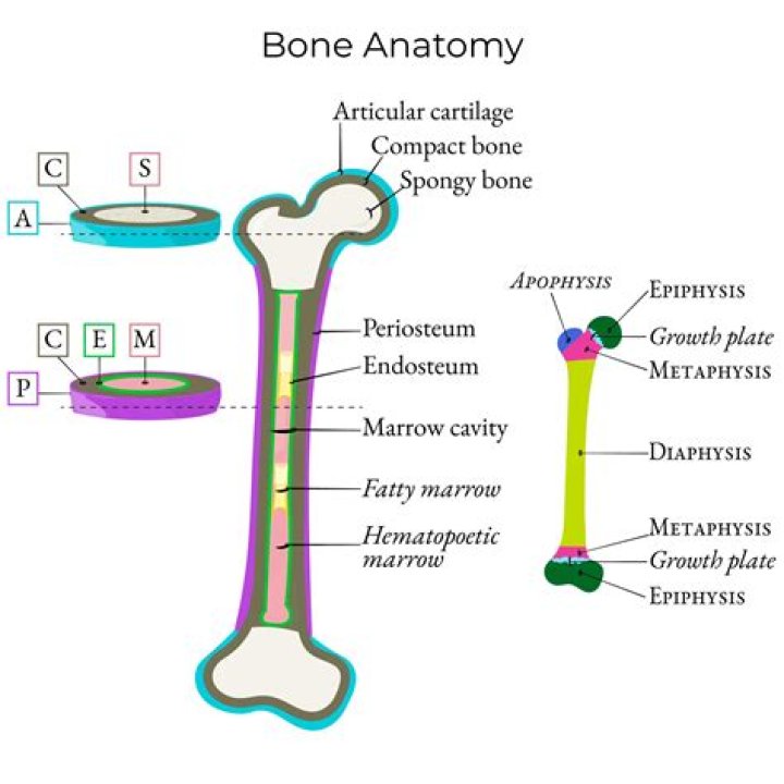 Which bone contains areas of diaphysis and epiphysis areas a tuberosity?