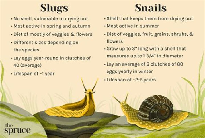 Which characteristics are common to snails and slugs?