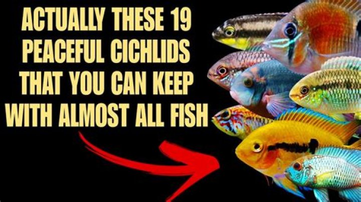 Which cichlids are most peaceful?