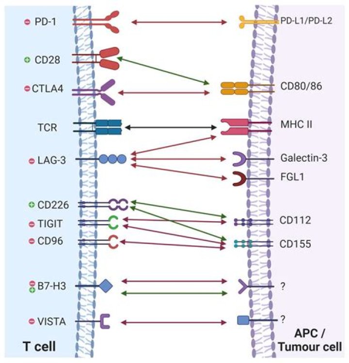 Which CLL marker is associated with poor prognosis?