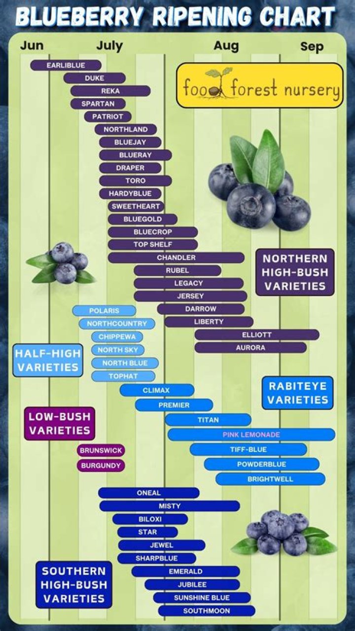 Which country blueberry is the best?