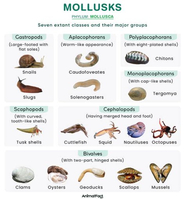 Which foods contain molluscs?