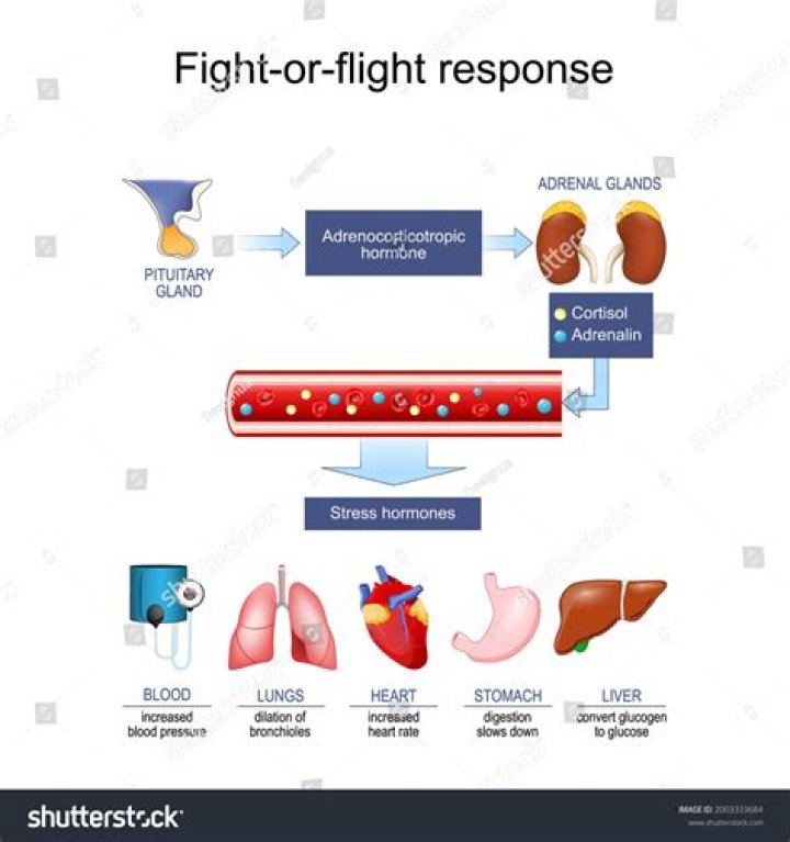 Which hormones are released during the fight or flight stress response?