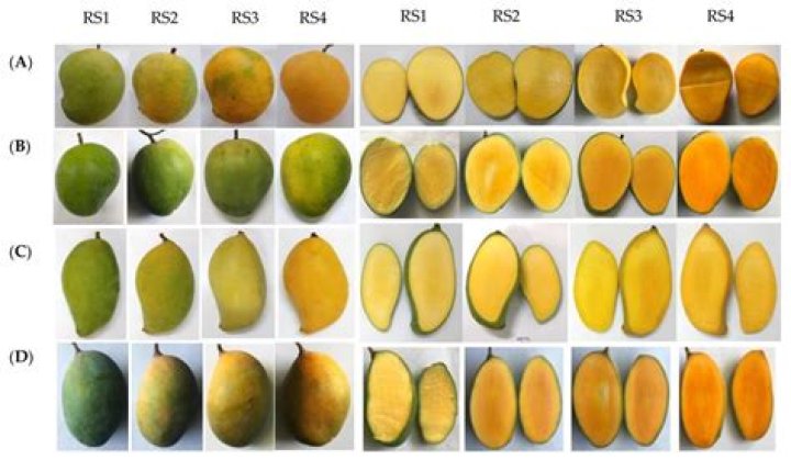 Which is a regular bearing varieties of mango?