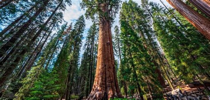 Which is the second tallest tree in Africa?