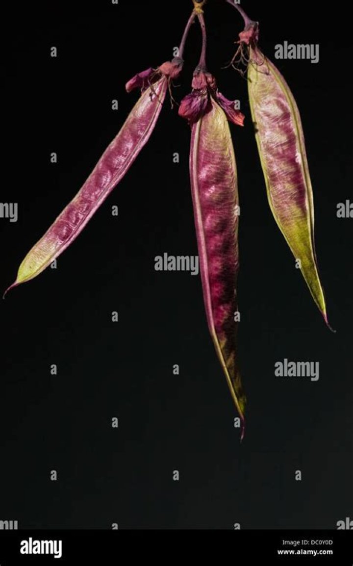 Which of the following is the subfamily of Fabaceae?