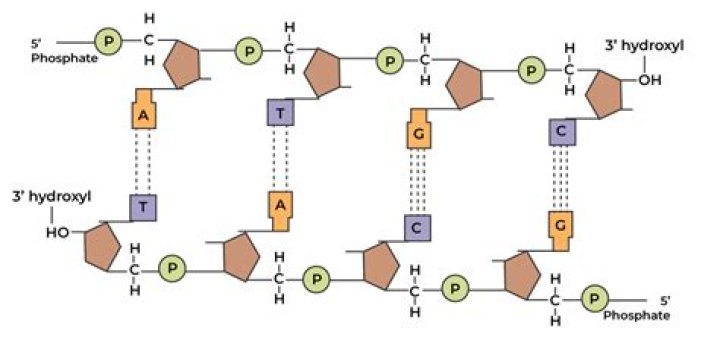 Which of the following is used for dephosphorylation at 5 end of a DNA strand?