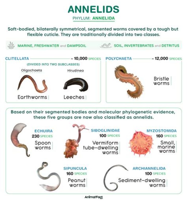 Which organisms are in the phylum Tracheobionta?