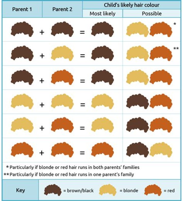 Which parent determines hair color?