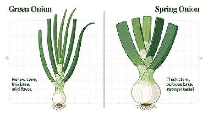 Which part of spring onion is edible?