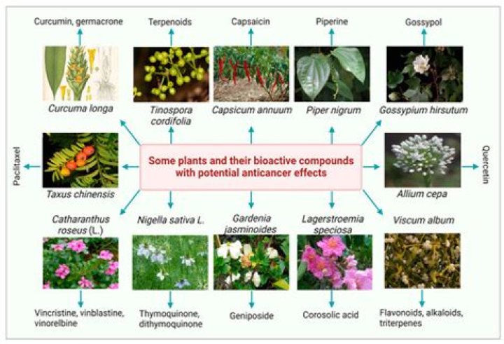 Which plant is a source of anticancer drugs?