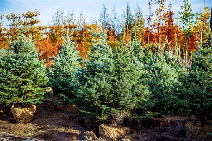 Which plant is used as Christmas tree?