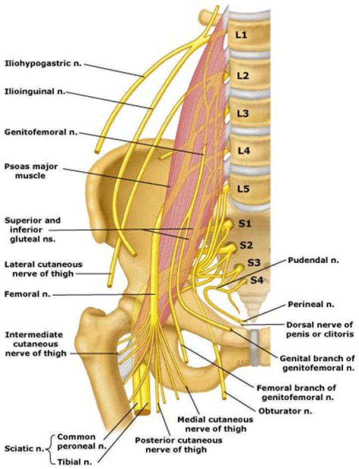 Which plexus is the sciatic nerve in?