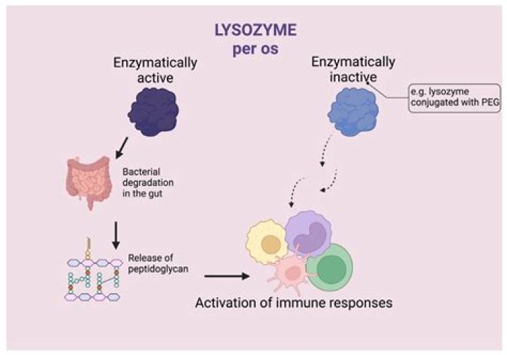 Which site can you find lysozyme?