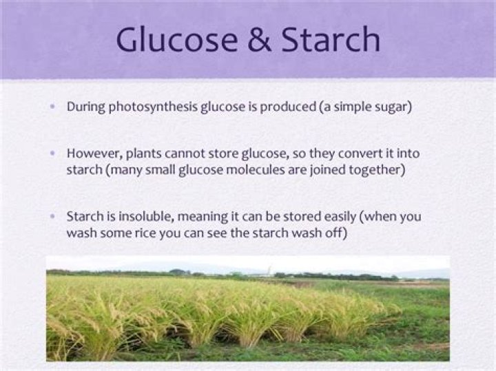 Which solution traveled out of the dialysis tubing glucose or starch?