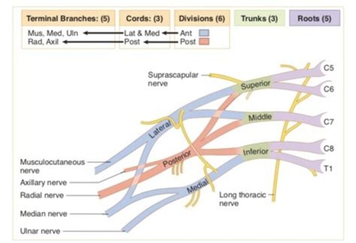 Which spinal nerve roots form the brachial plexus?